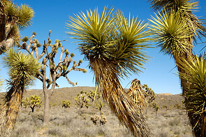 Keywords: joshua tree california usa green blue desert nature 